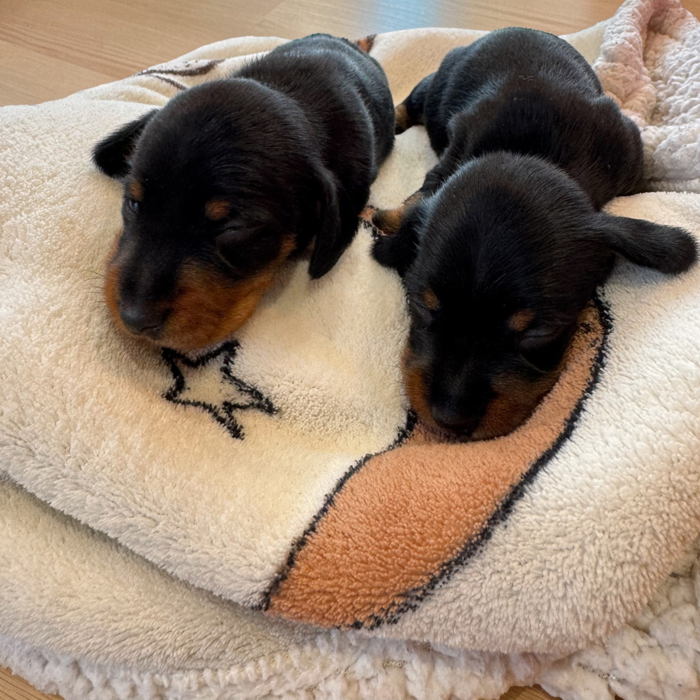 du Domaine du Pont Vieux - Teckel poil dur - Portée née le 22/02/2026